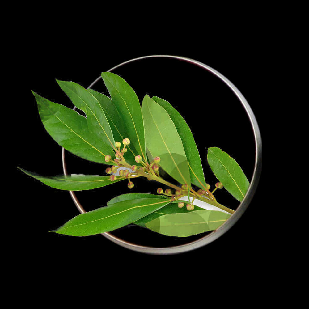 Bayleaf Branch Magnified Black Background PNG