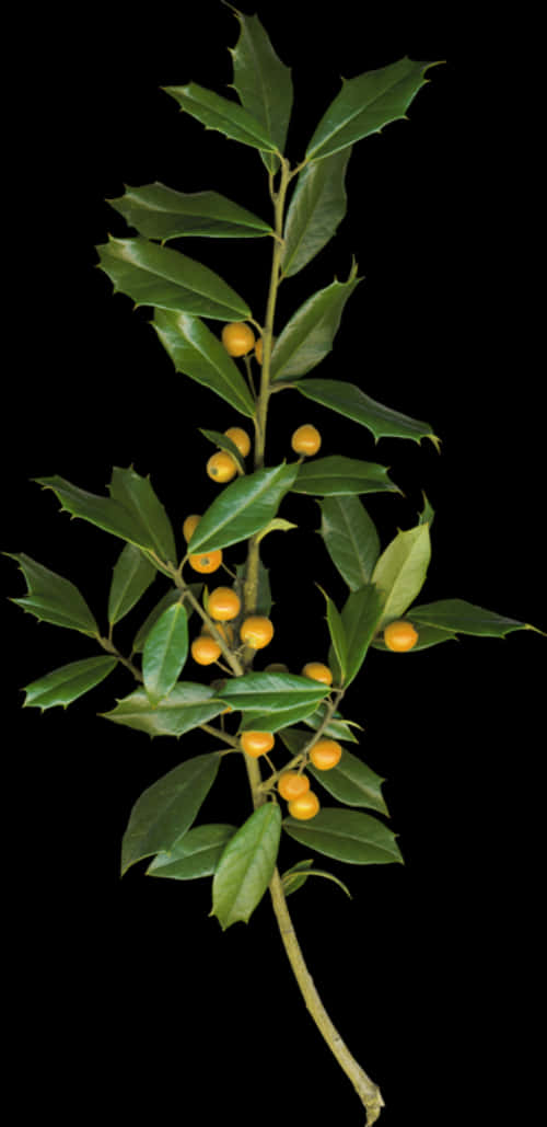 Bayleaf Branchwith Berries PNG