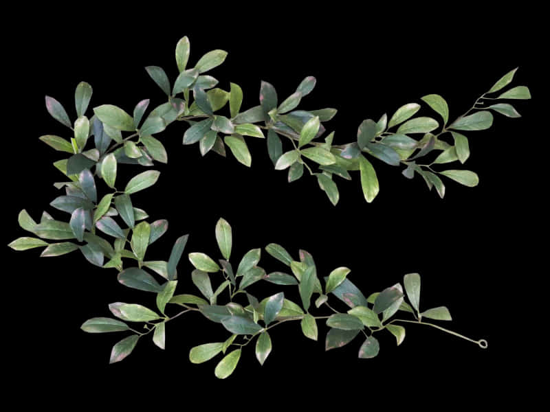 Bayleaf Garlandon Black Background PNG