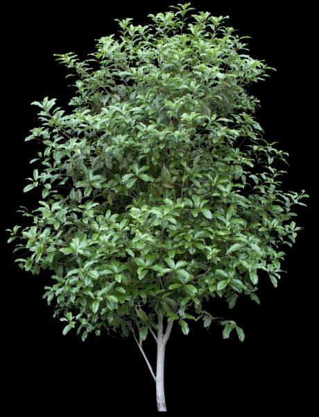 Bayleaf Tree Isolatedon Black Background PNG