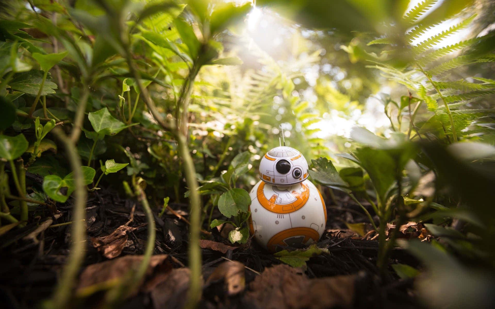 The Adventurous BB-8 Wallpaper