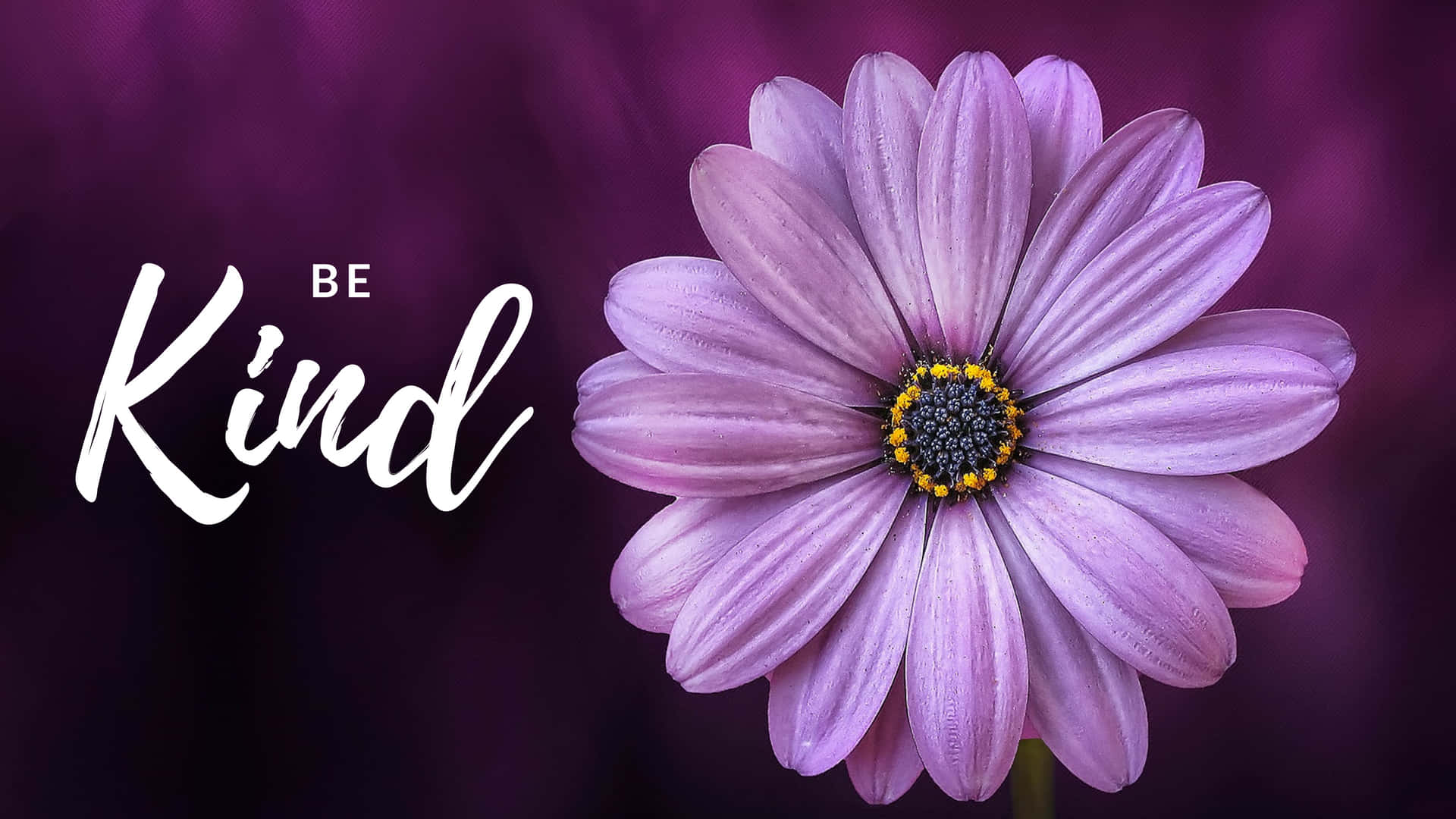 Be Kind And A Purple Flower Wallpaper
