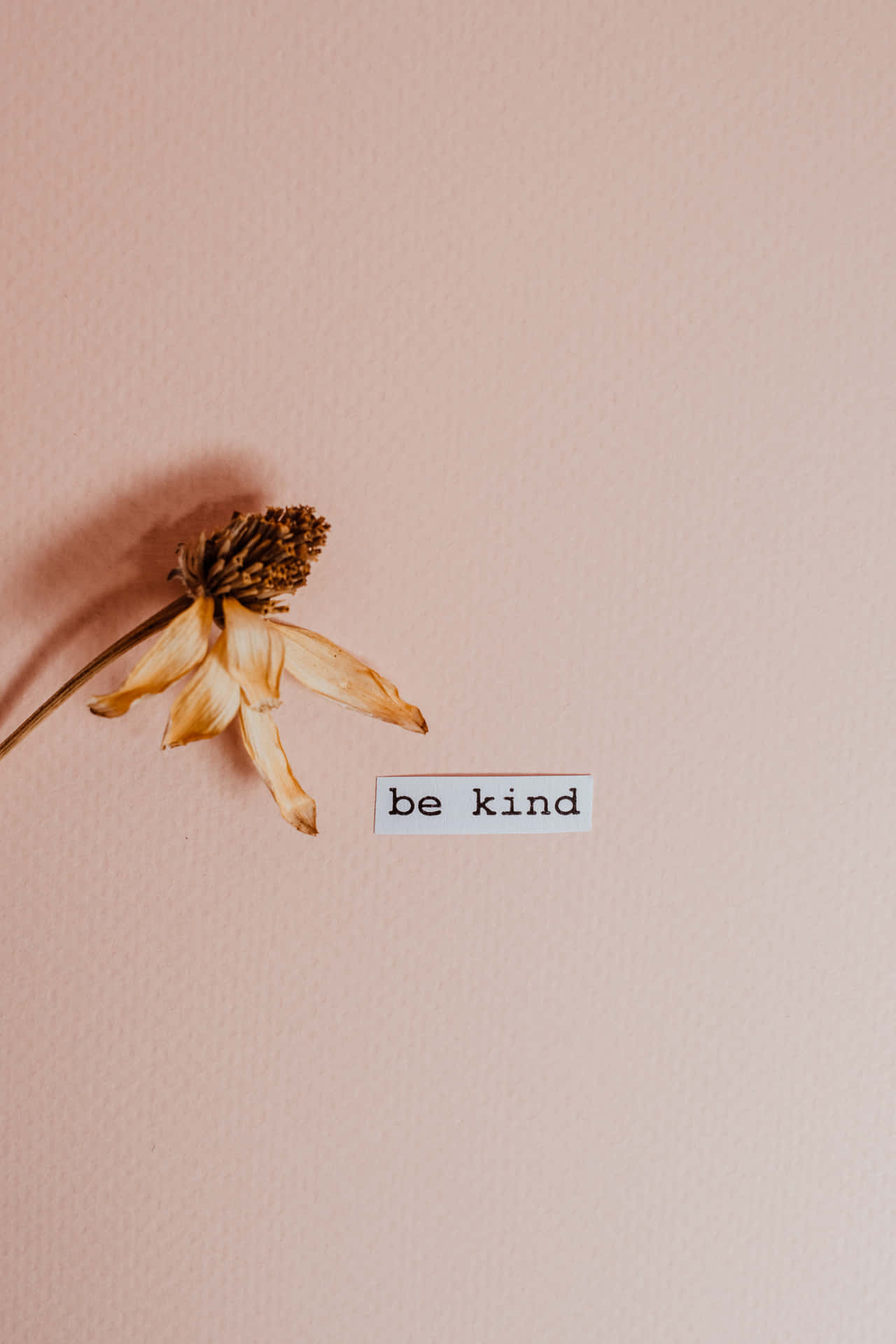 Be Kind Sticker And Dried Flower Wallpaper