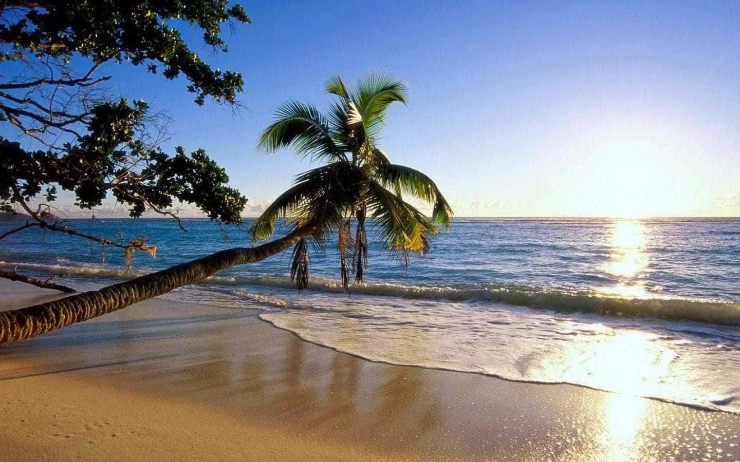 Leaning Palm Tree By The Beach Background