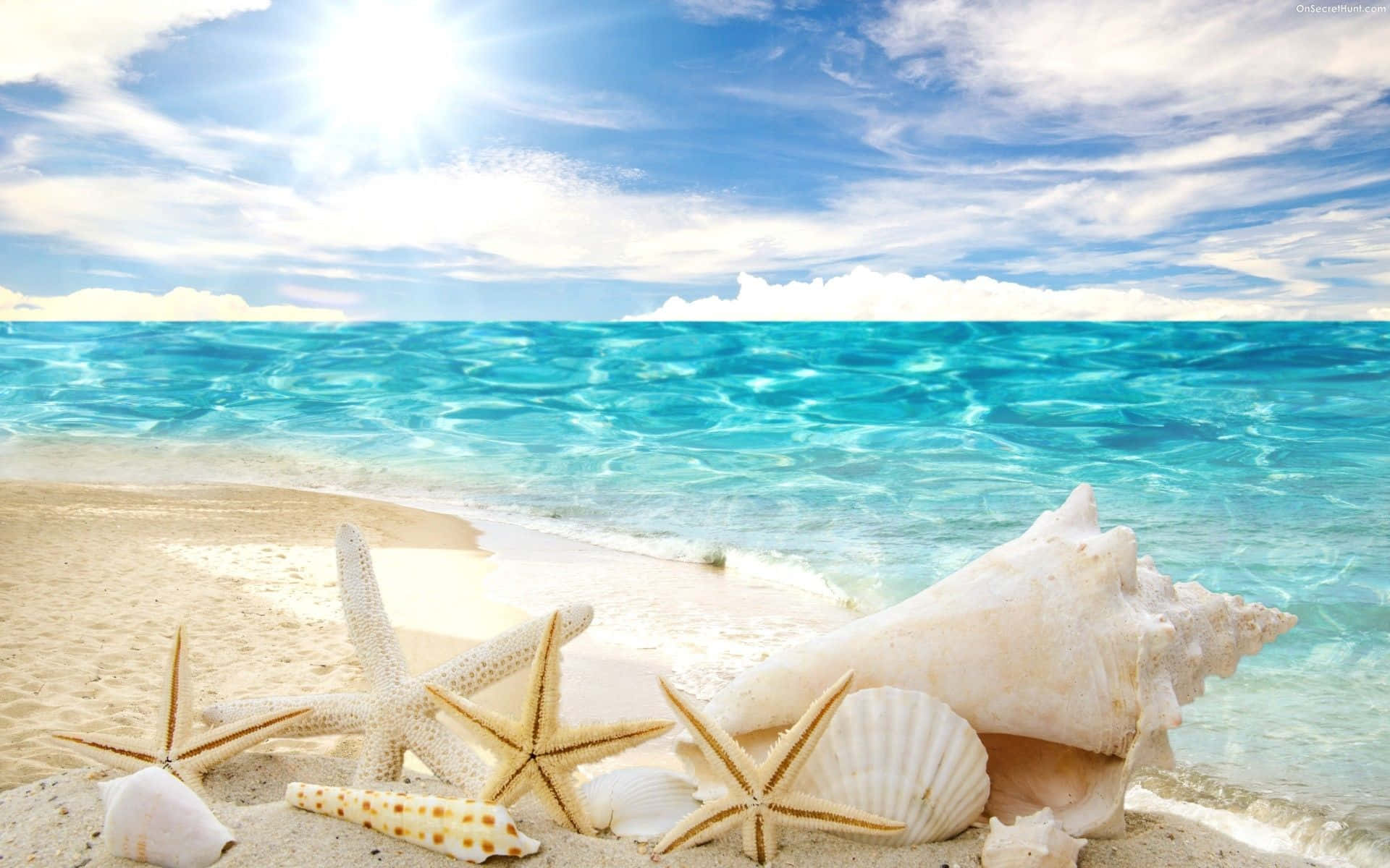 Shells And Starfishes On The Beach Background
