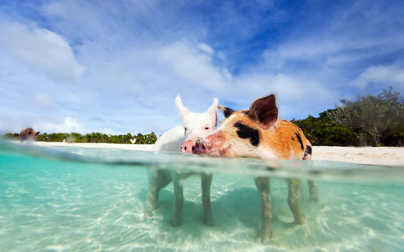 Two Pigs Against Beach Background