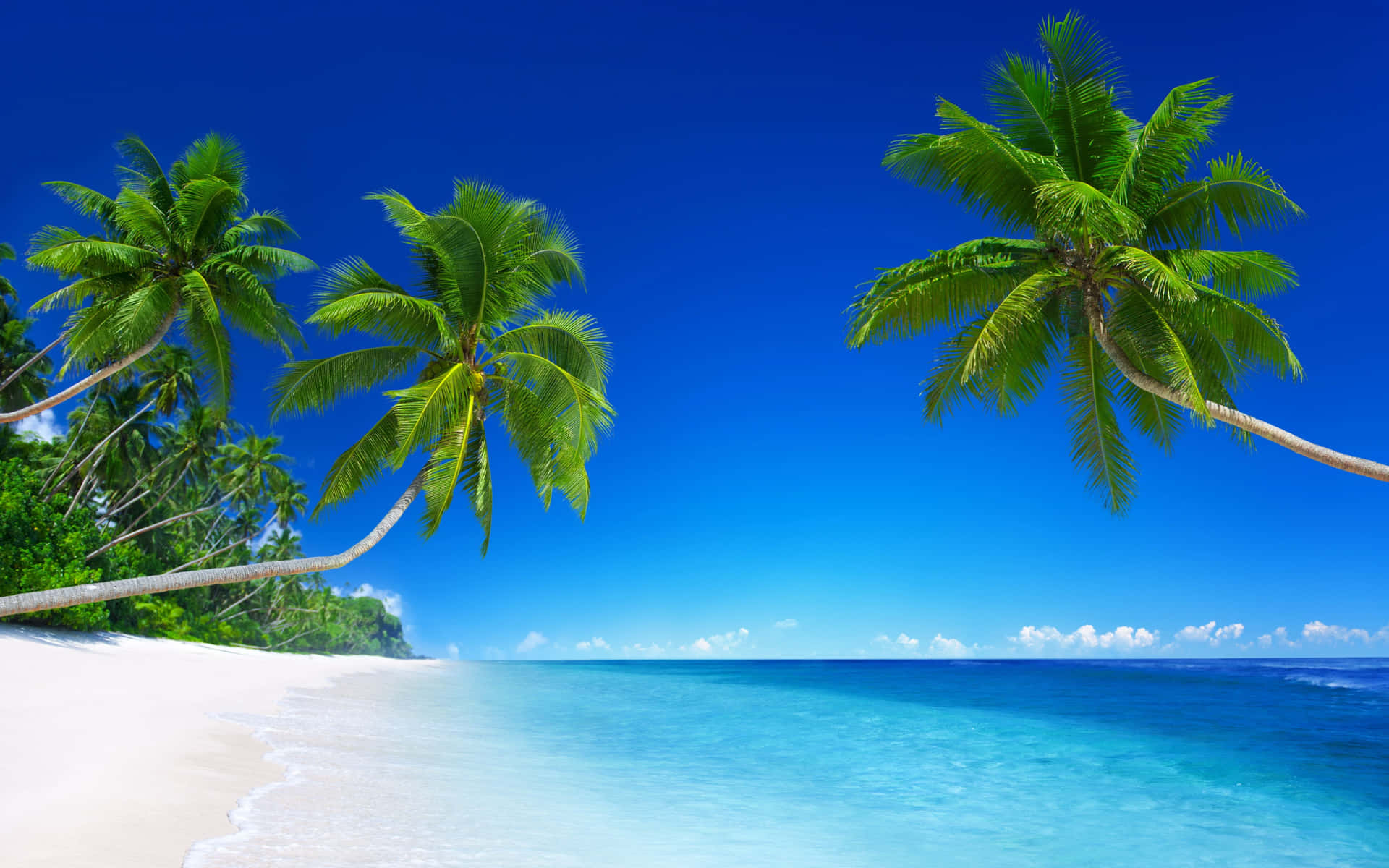 Three Palm Trees By The Beach Background