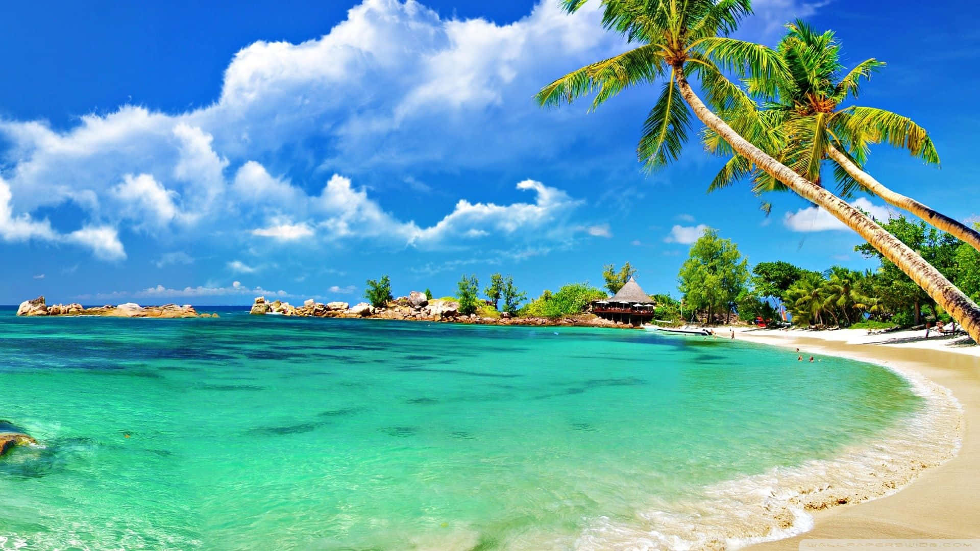 Curvy Beach Shore With Palm Trees Background