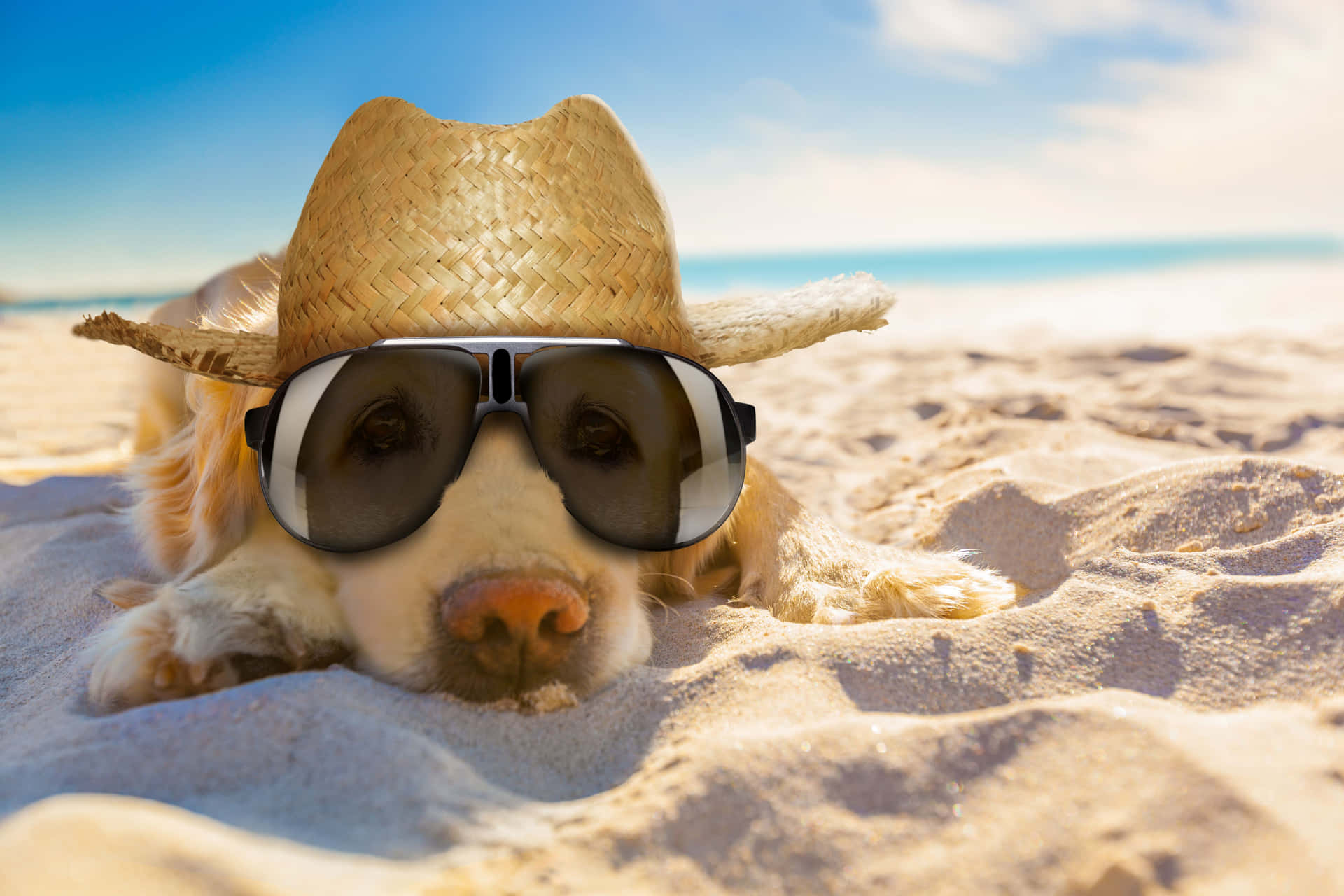 Beach Chill Dog.jpg Wallpaper