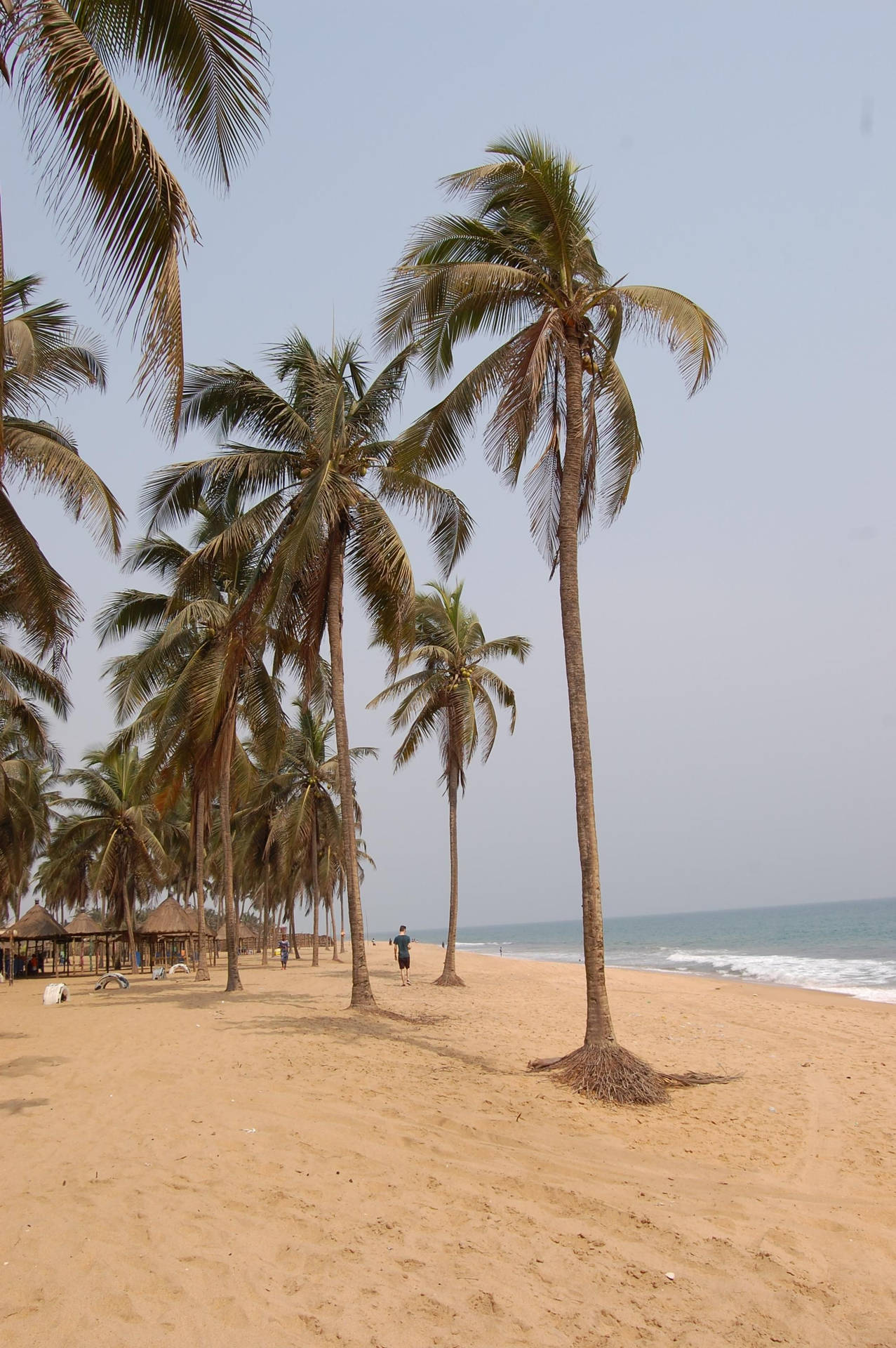 Playa,árboles De Coco, Togo Fondo de pantalla