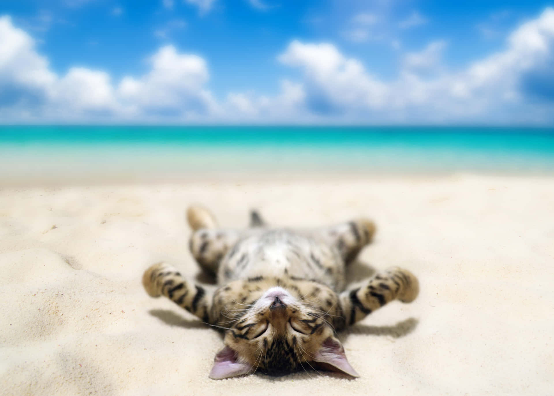 Beach Cute Cat PFP Wallpaper