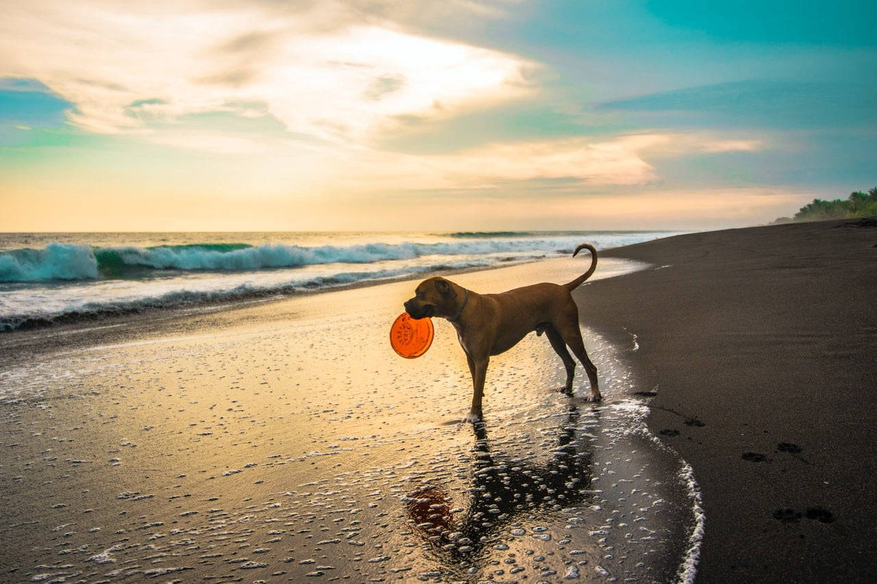 Beach Dog With Ultimate Frisbee Disc Wallpaper