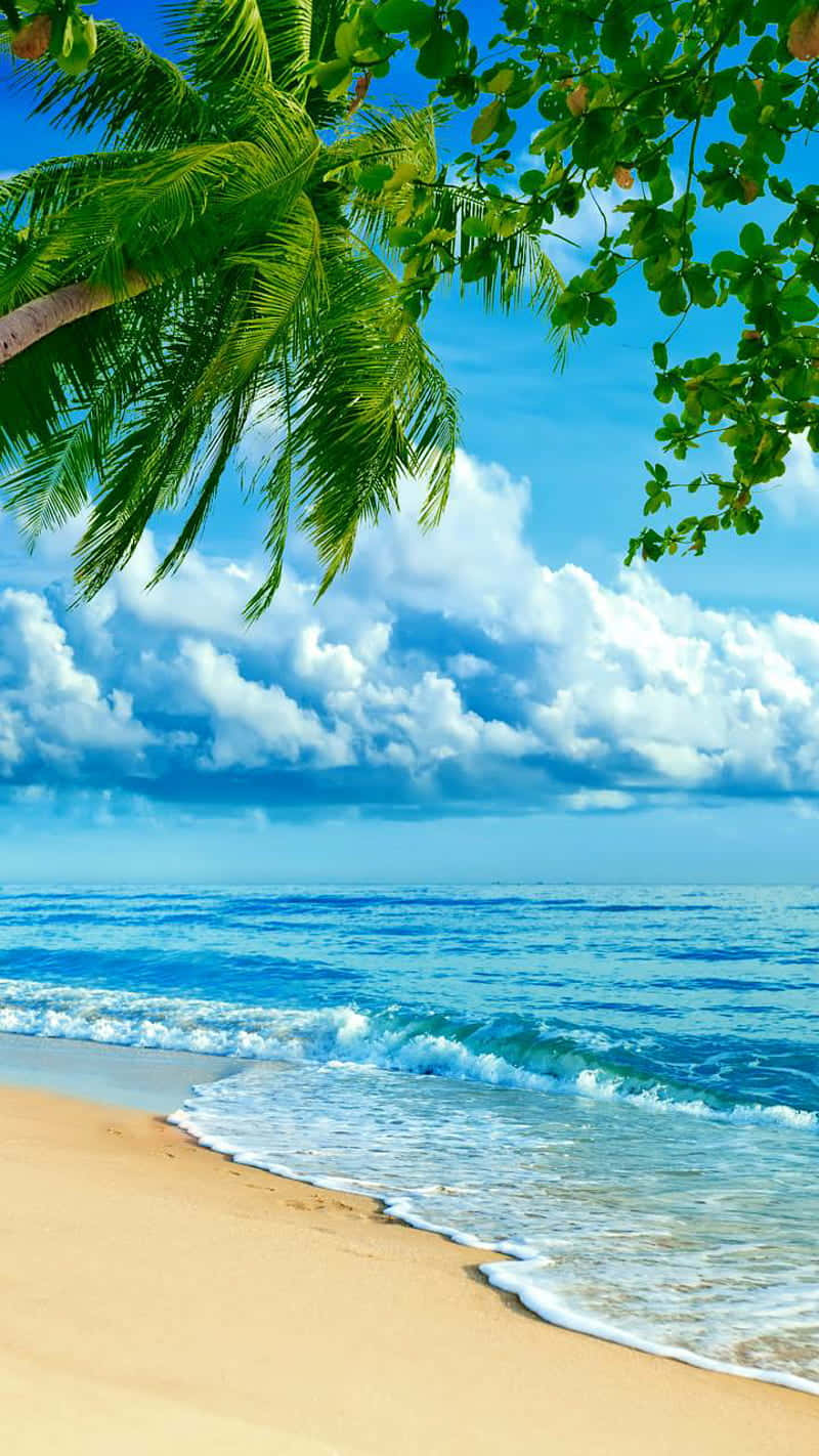 Fondode Pantalla De Vacaciones En La Playa De 800 X 1422 Fondo de pantalla