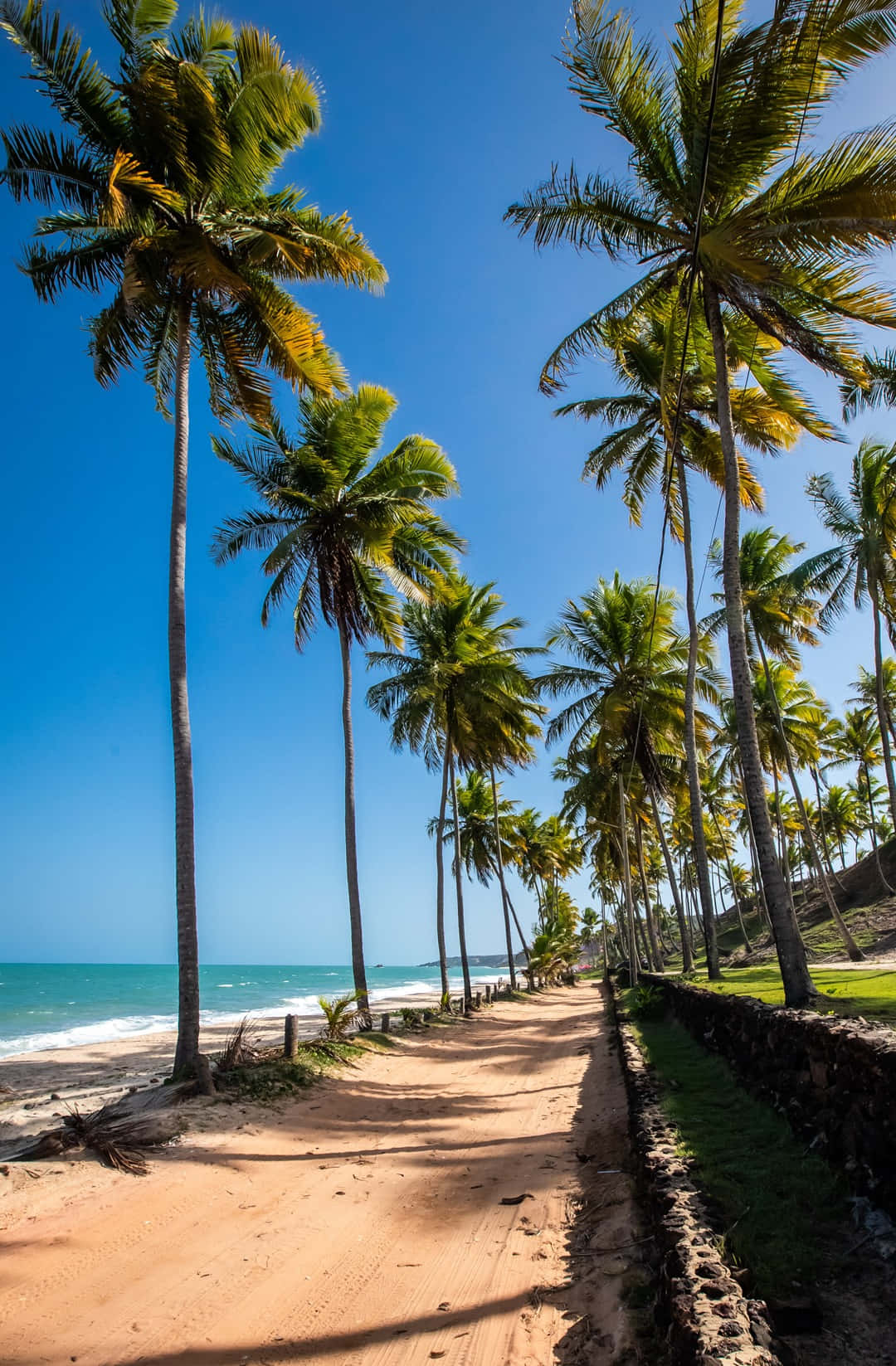 Idyllic Beach Paradise with Palm Trees Wallpaper
