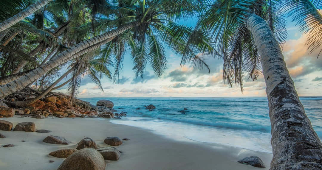 Tranquil Beach with Lush Palm Trees Wallpaper