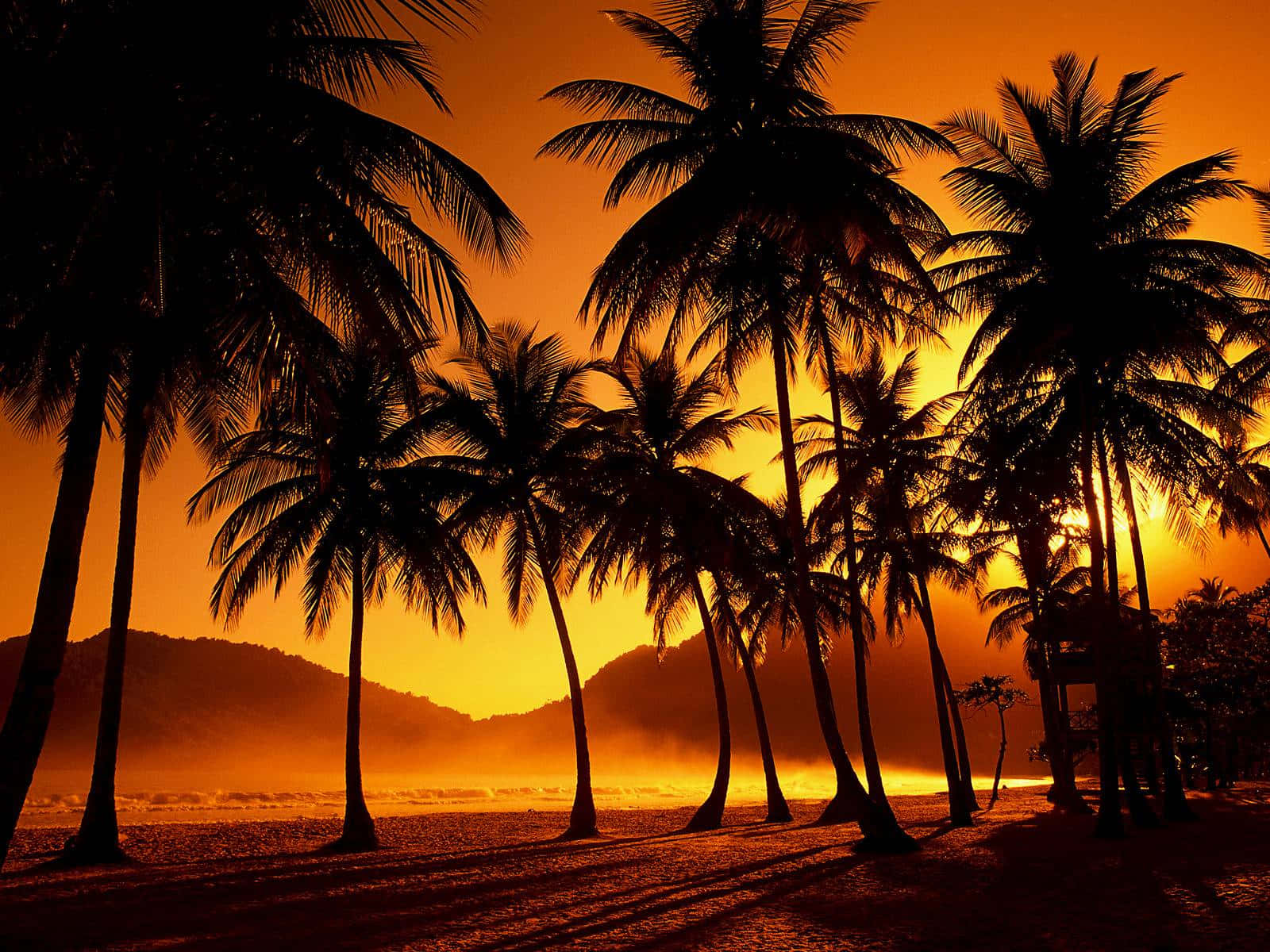 Tranquil Tropical Beach with Palm Trees Wallpaper