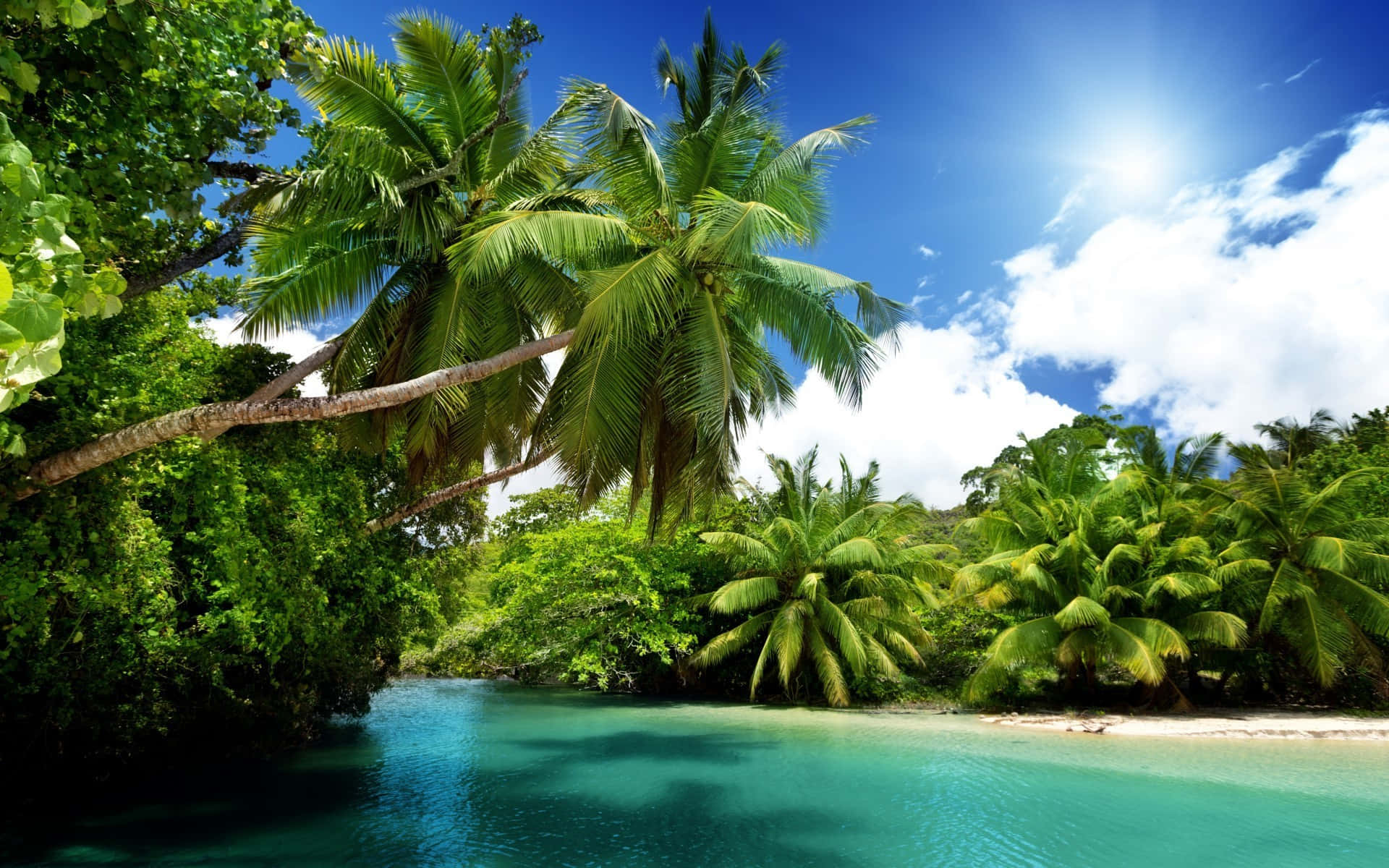 Serene Beach Palm Trees Wallpaper