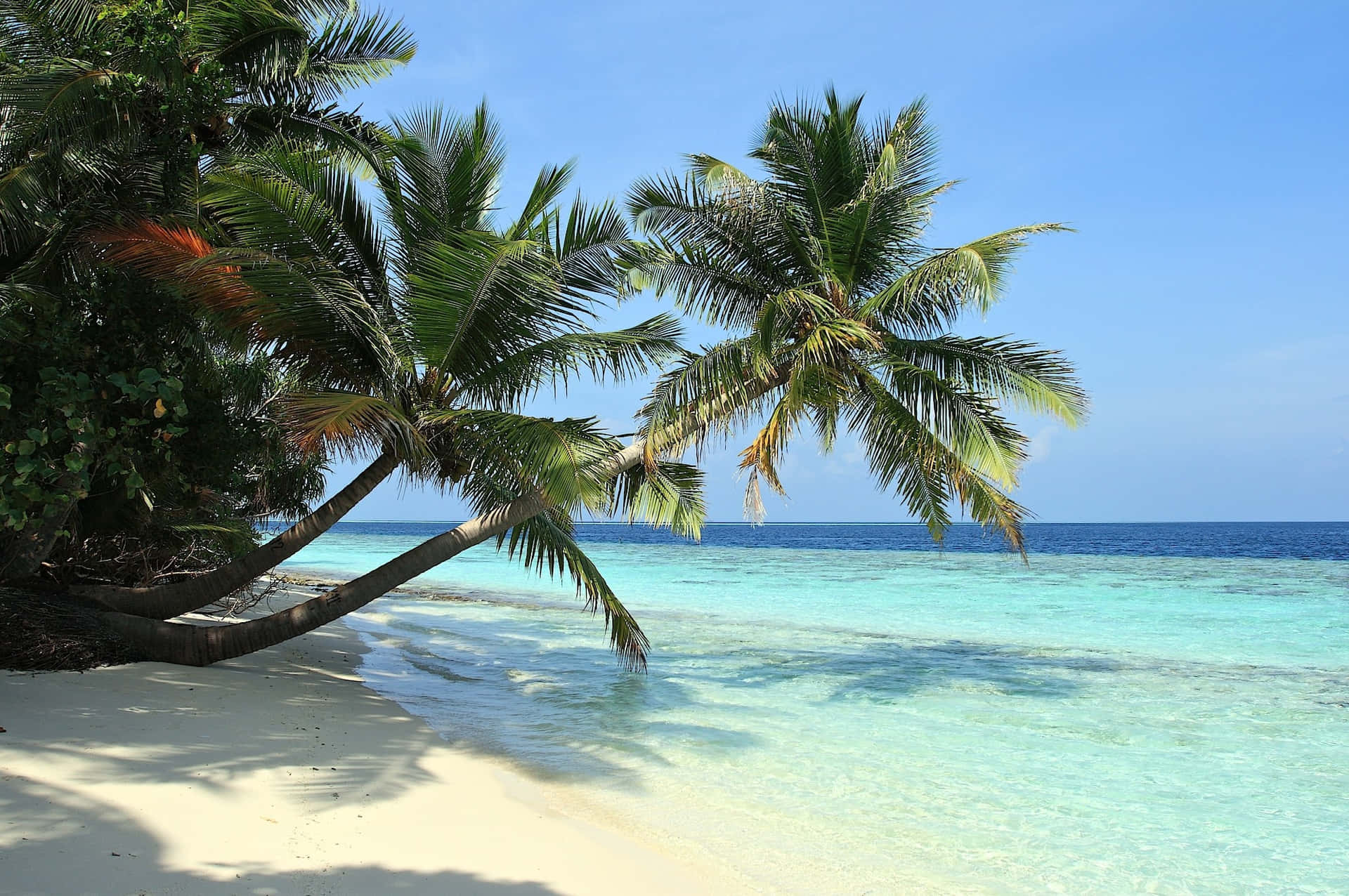 Serene Tropical Beach Getaway with Palm Trees Wallpaper