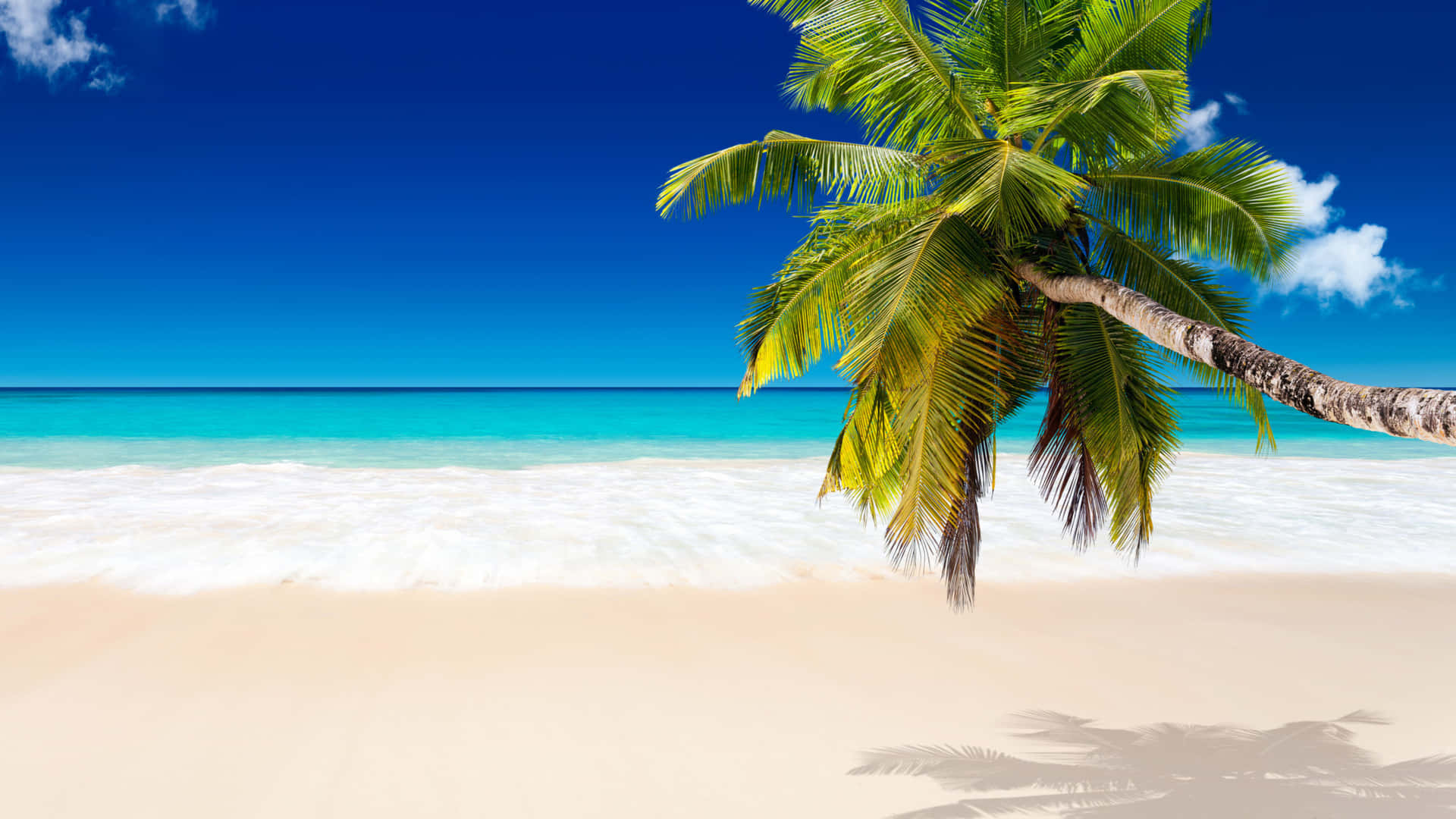 Serene Beach with Towering Palm Trees Wallpaper