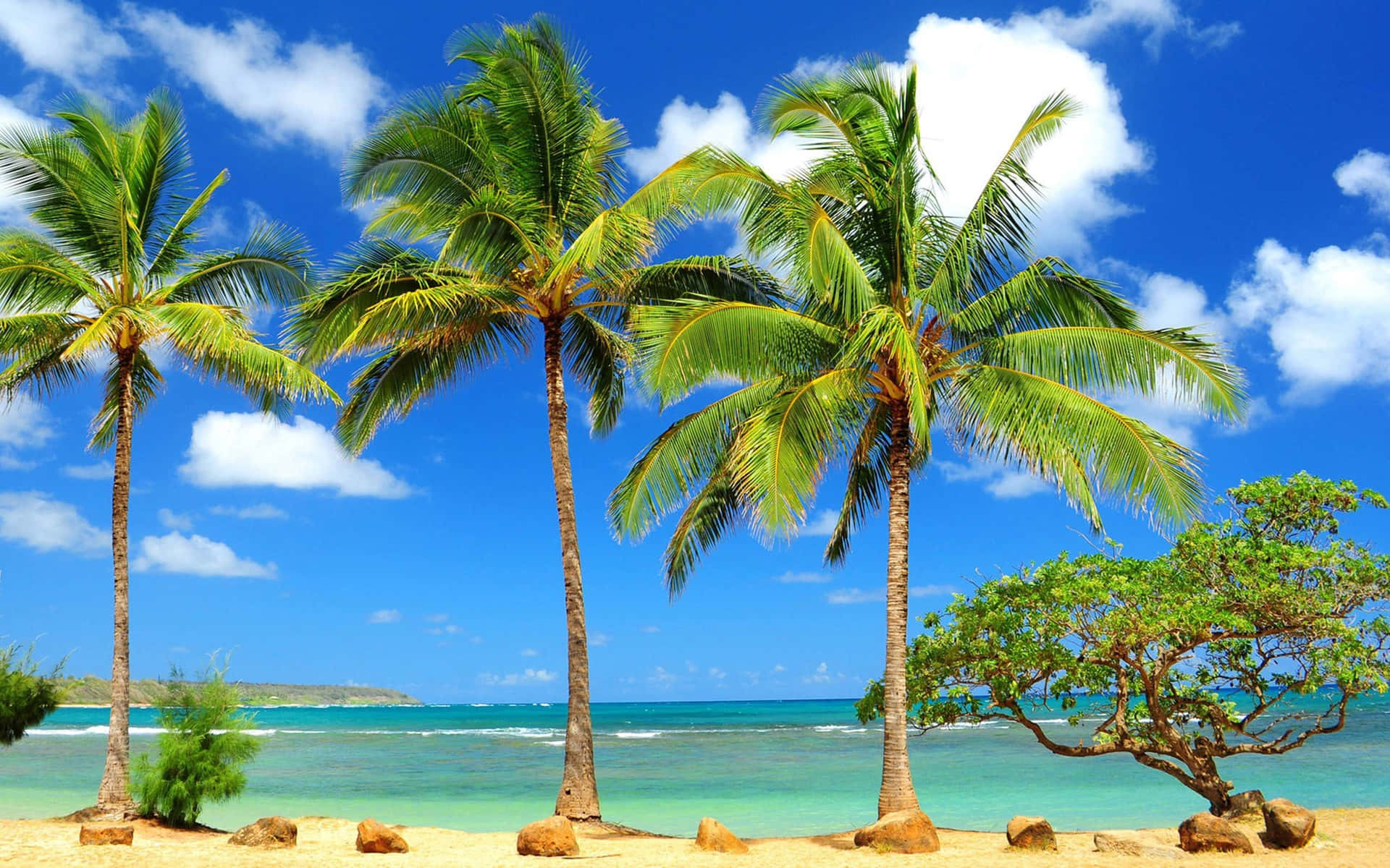 Tropical Beach Paradise with Palm Trees Wallpaper