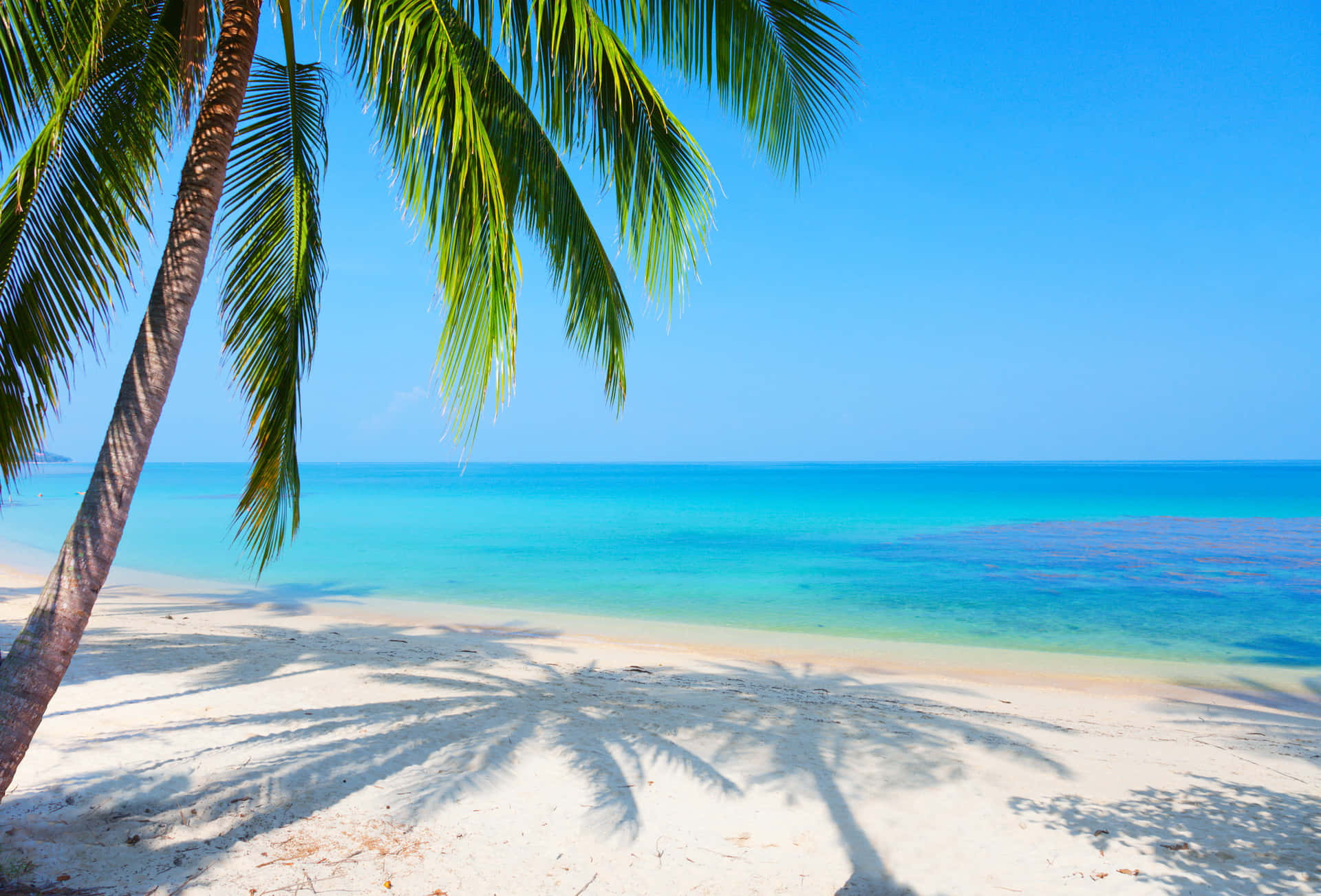 Tranquil Beach with Palm Trees in Paradise Wallpaper