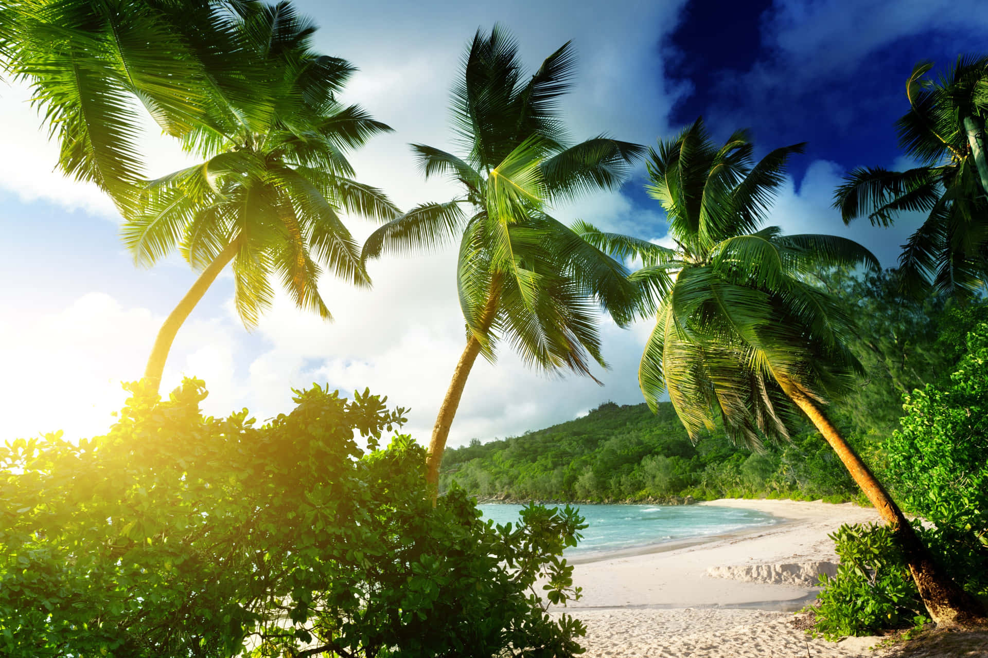Serene Beach With Palm Trees Wallpaper