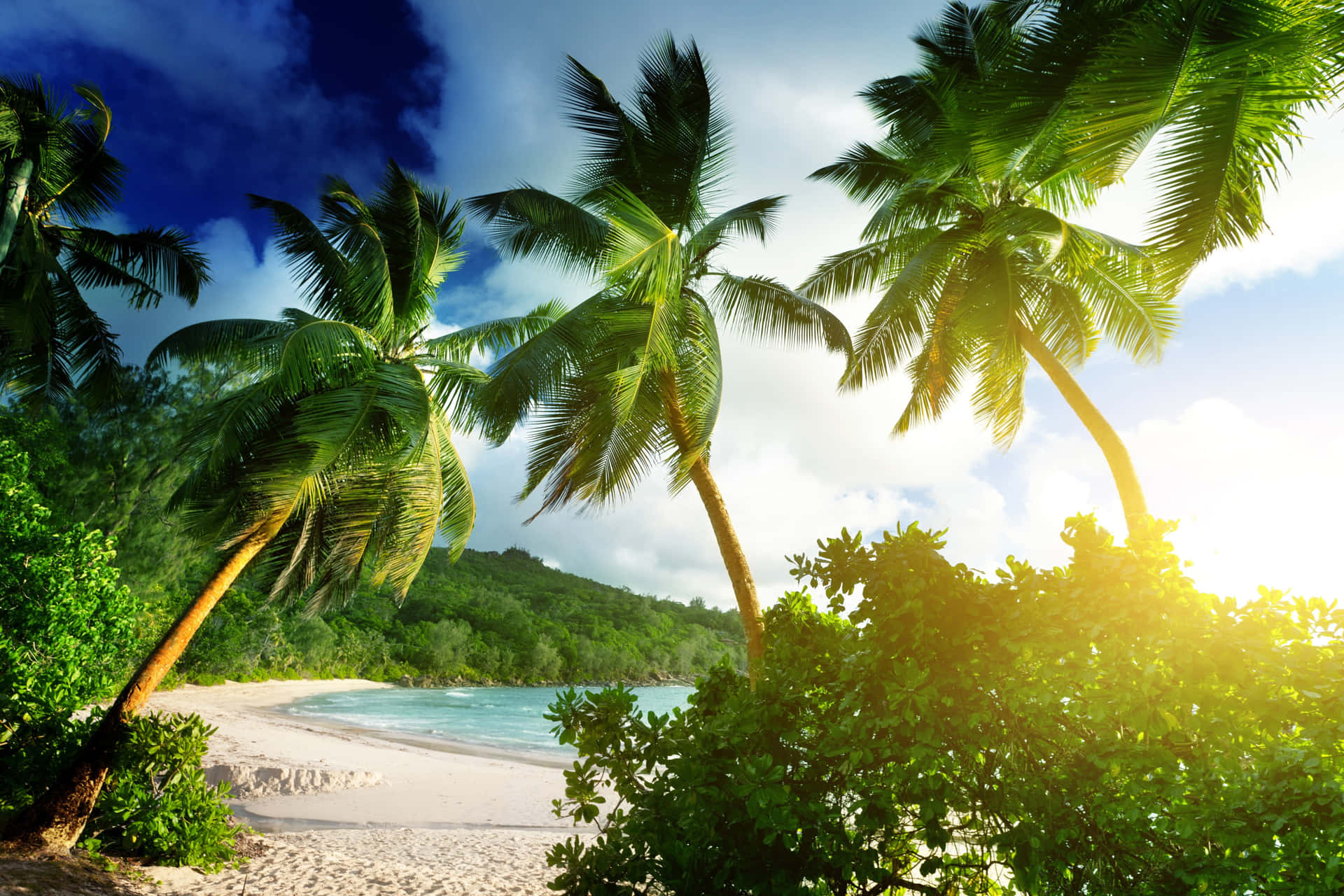 Download Serene Beach with Palm Trees Wallpaper | Wallpapers.com