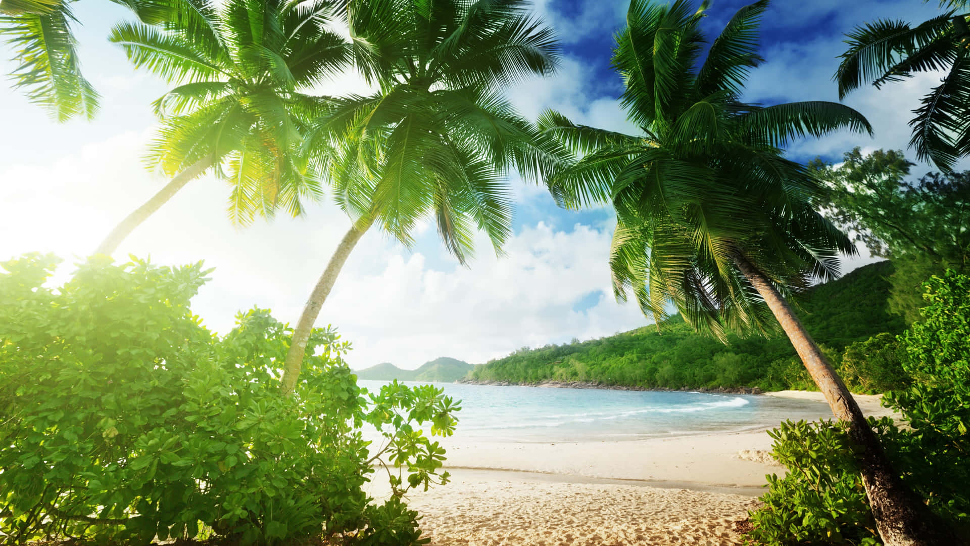 Tropical Beach Paradise with Palm Trees Wallpaper