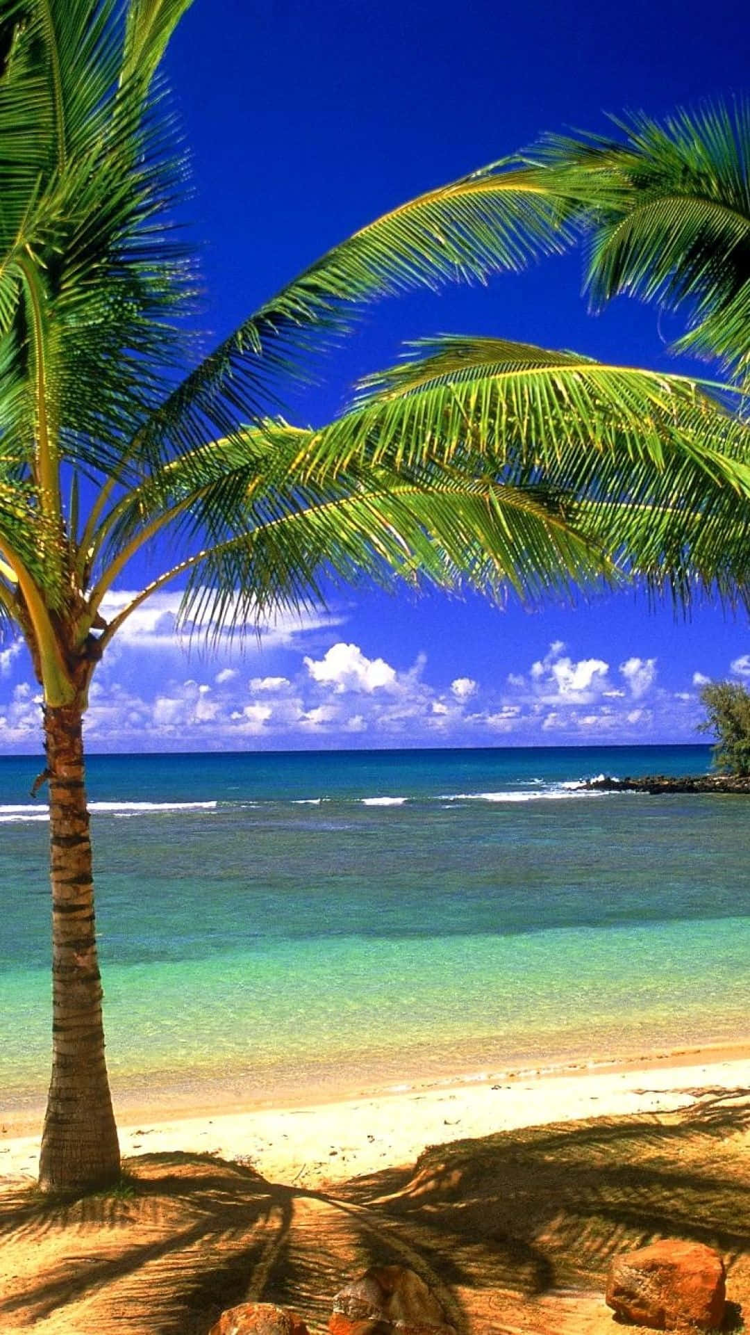 Beach Phone Palm Tree Background