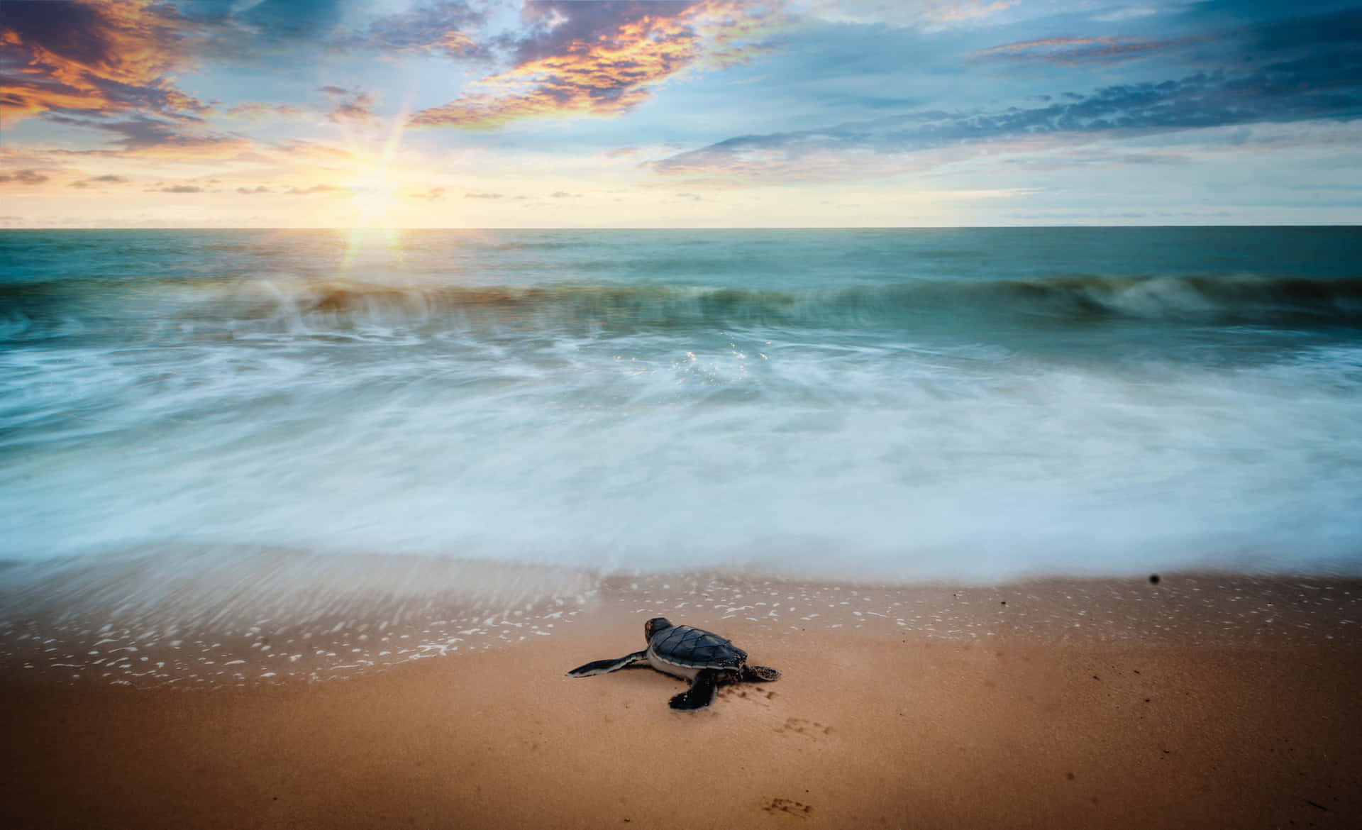 En baby havskildpadde går på stranden ved solnedgang.