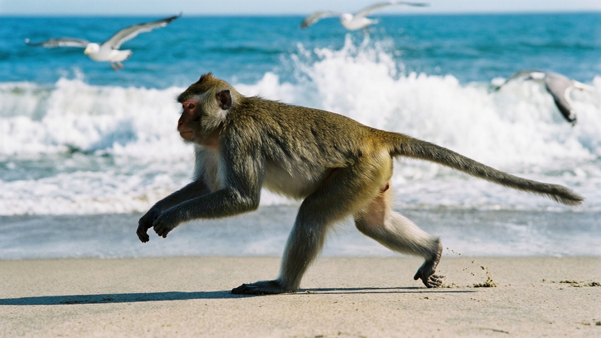 Macaque courant sur la plage Fonds d'écran