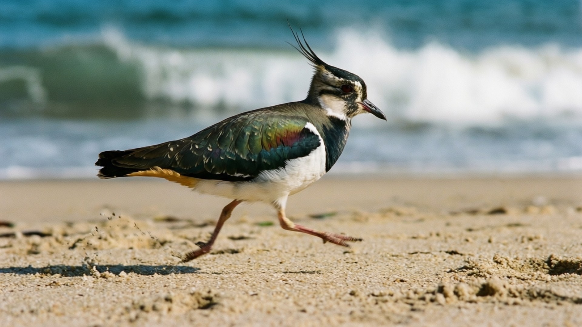 Strandloper Achtergronden