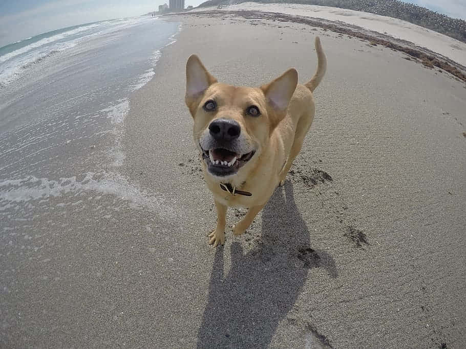 Beste Vriend Van Het Strand: Een Speelse Hond Die Geniet Op Een Zonnige Dag Op Het Strand Achtergrond