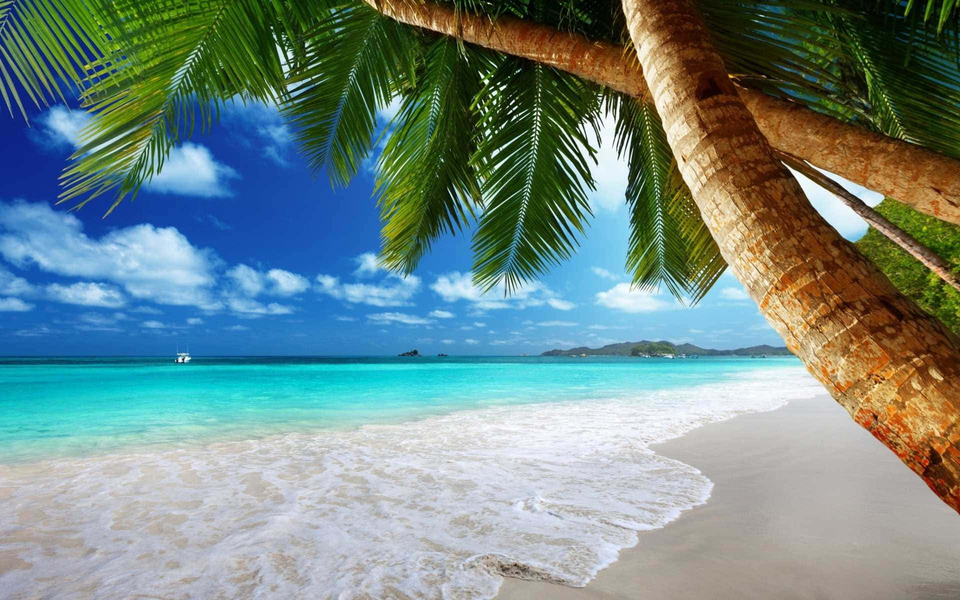 A Beach With Palm Trees And Blue Water