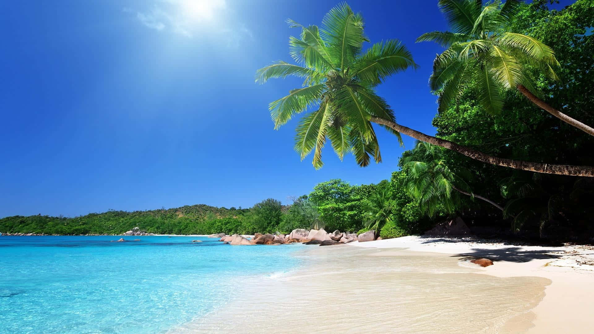 a beach with palm trees and clear water
