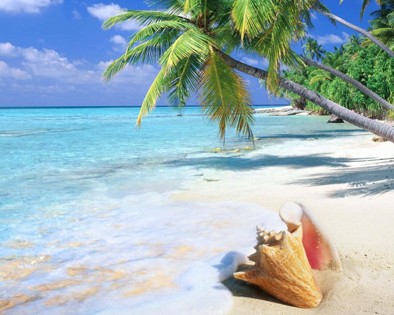 En strand med palmer og et skal.