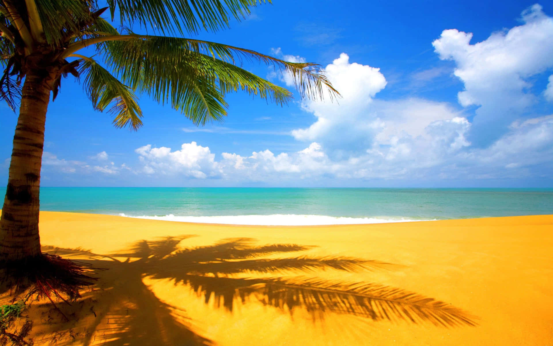 A Palm Tree On A Sandy Beach