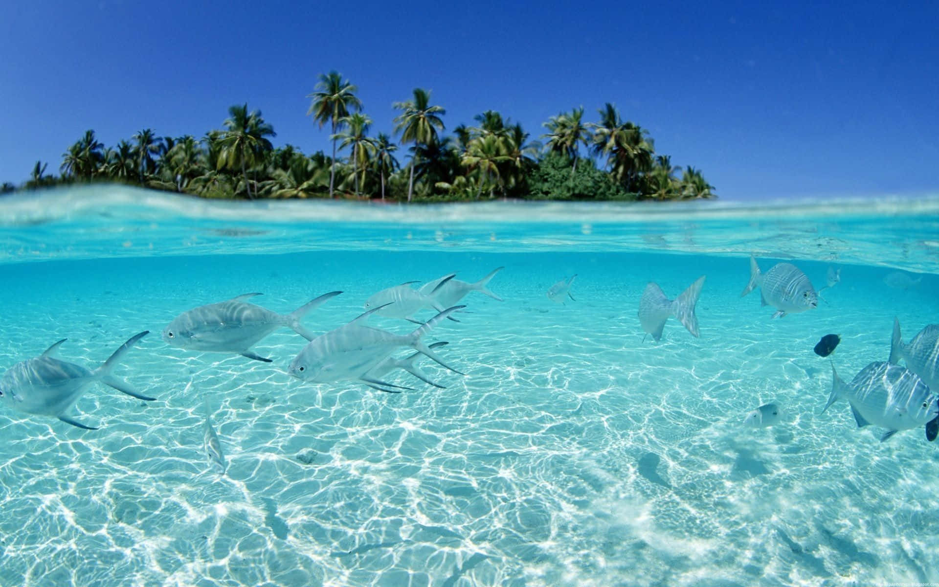A Group Of Fish Swimming In Clear Water Near Palm Trees
