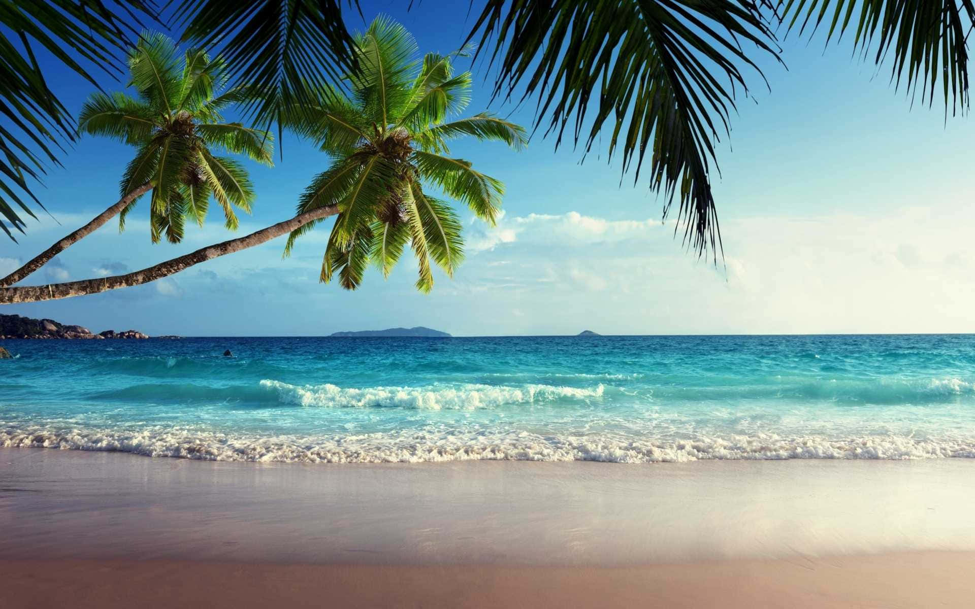 A Beach With Palm Trees And Waves