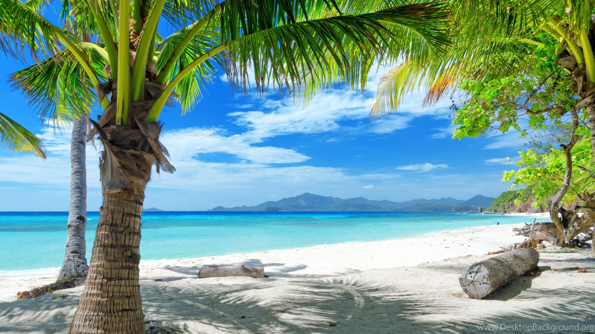 Coconut Trees Beach Scenes Desktop Wallpaper