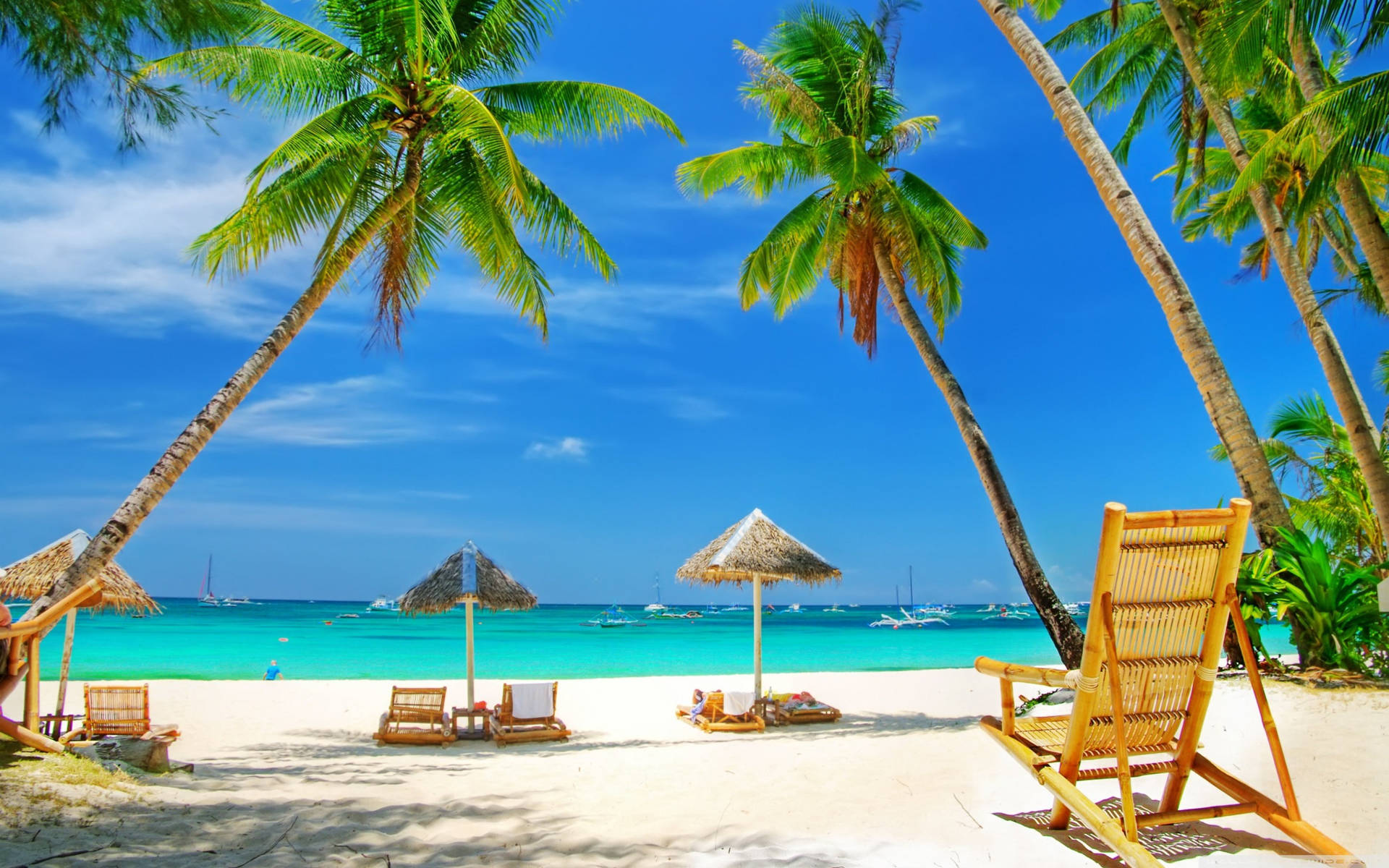 En strand med stole og paraplyer under palmetræer Wallpaper