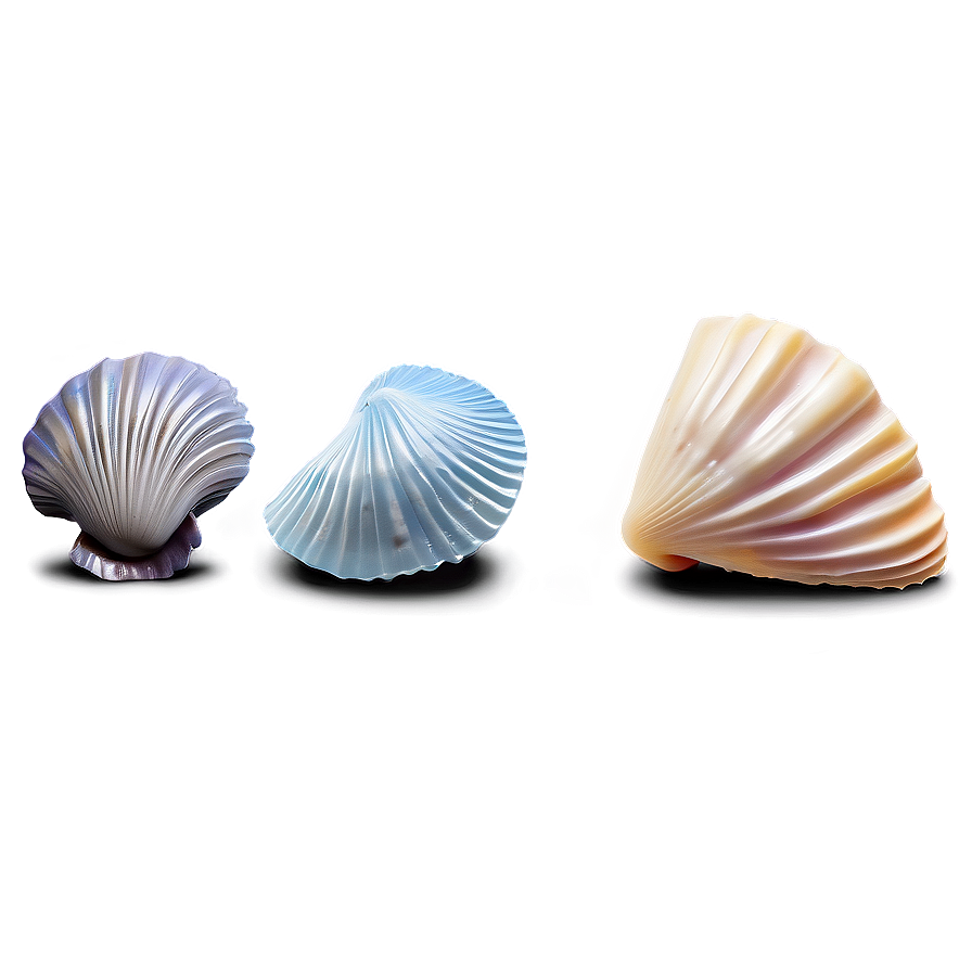 Beach Sea Shells Collection Png 06132024 PNG