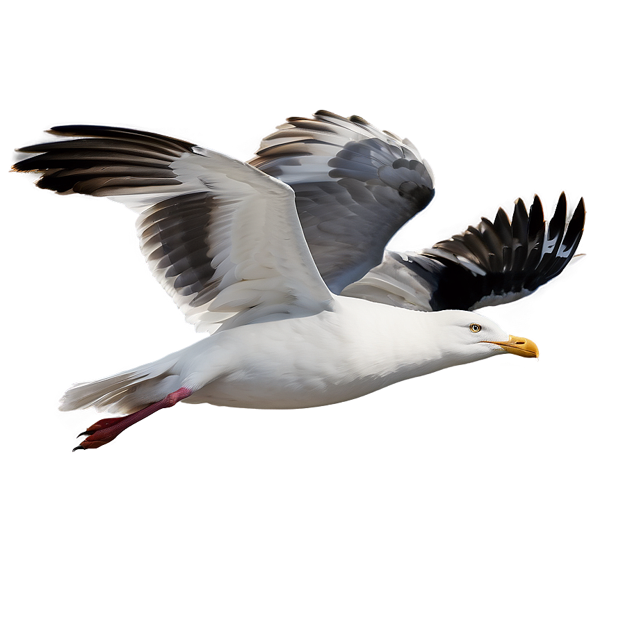 Beach Seagulls Fly Png 06132024 PNG