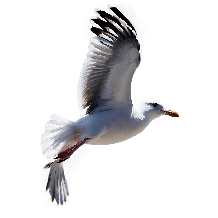 Beach Seagulls Fly Png Lpw34 PNG