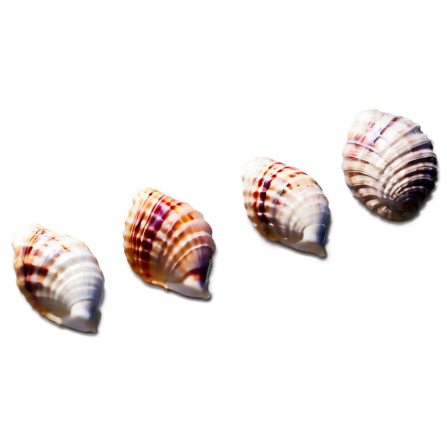 Beach Seashell Treasures Png Php PNG