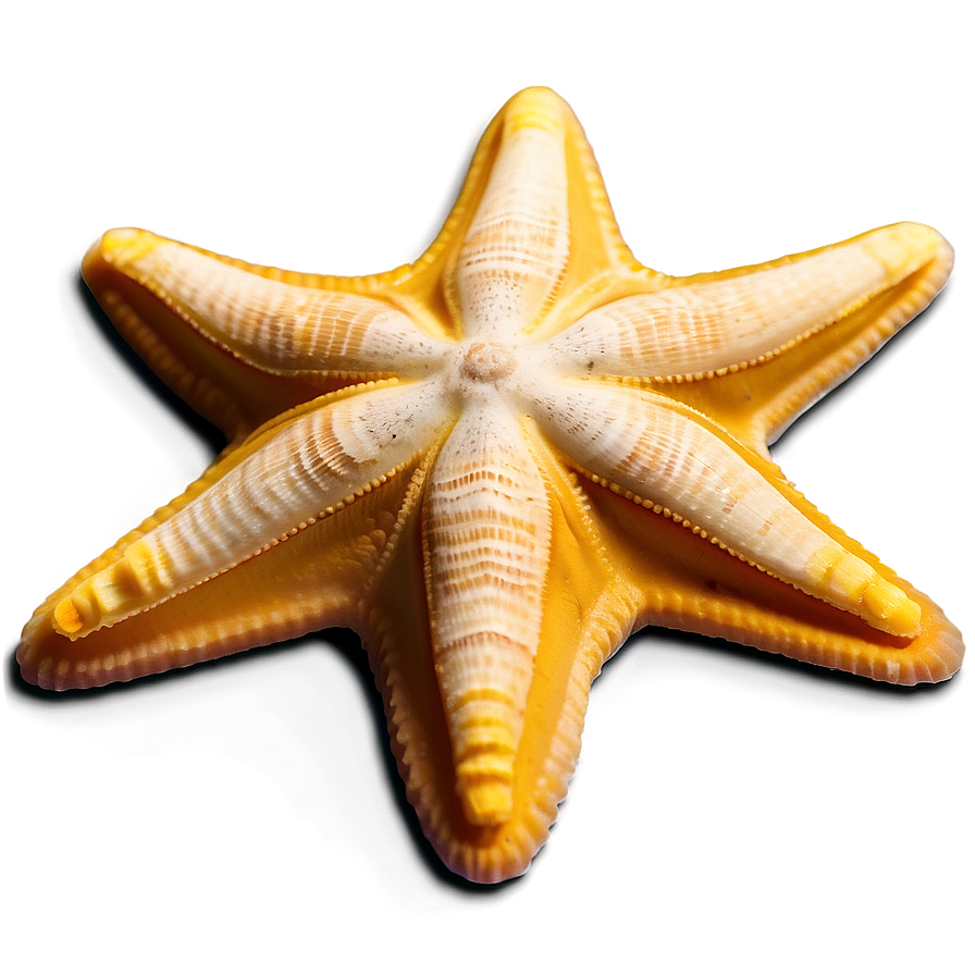 Beach Starfish Sands Png 06132024 PNG