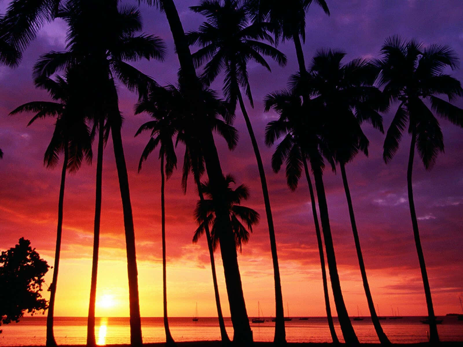 A Sunset With Palm Trees