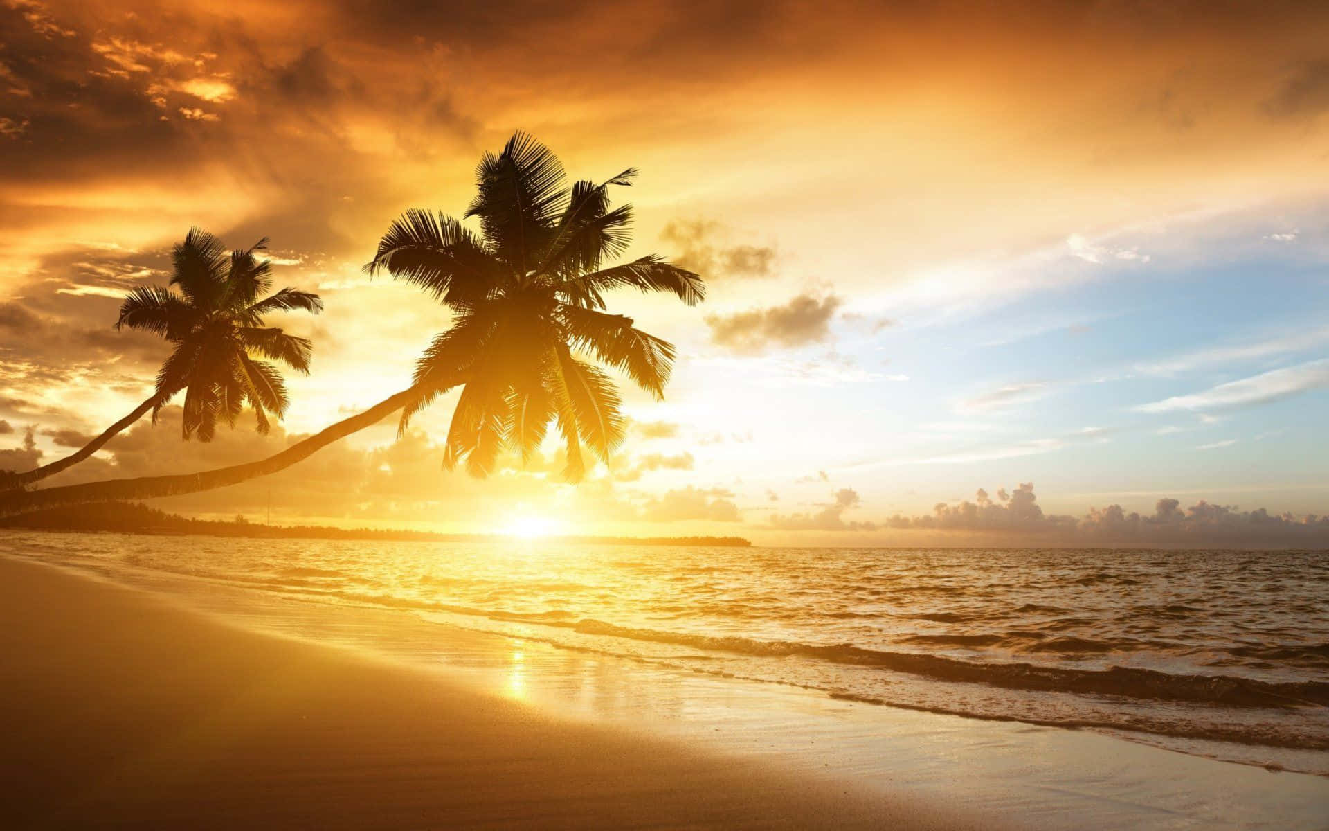 Beach Sunset Sandy Palms Hd Wallpaper