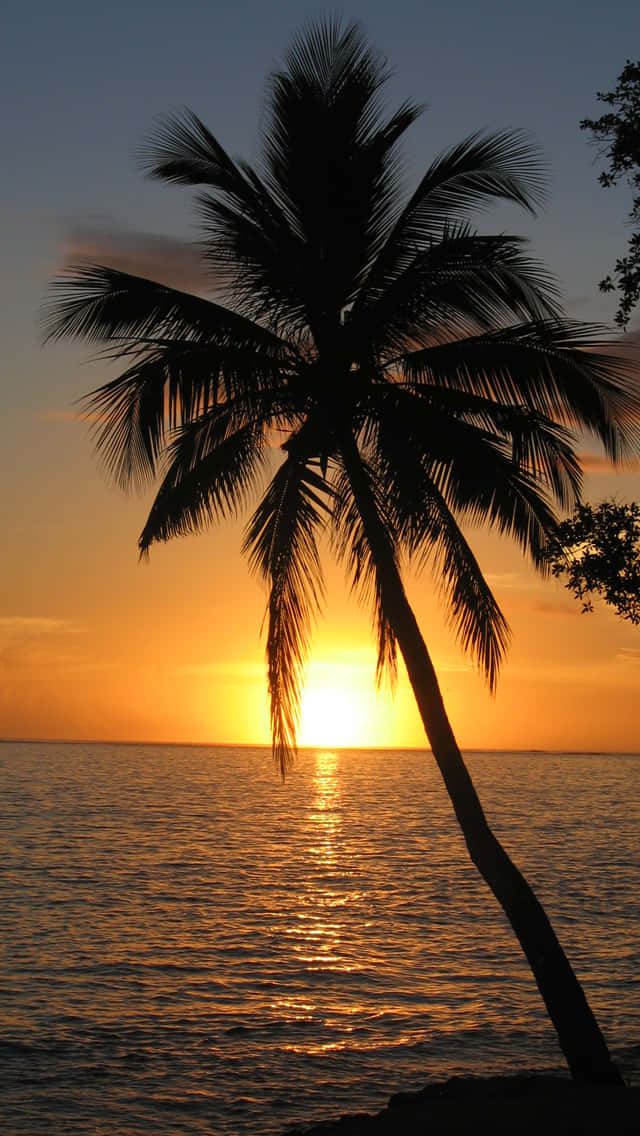 Beach Sunset With Palm Tree Wallpaper