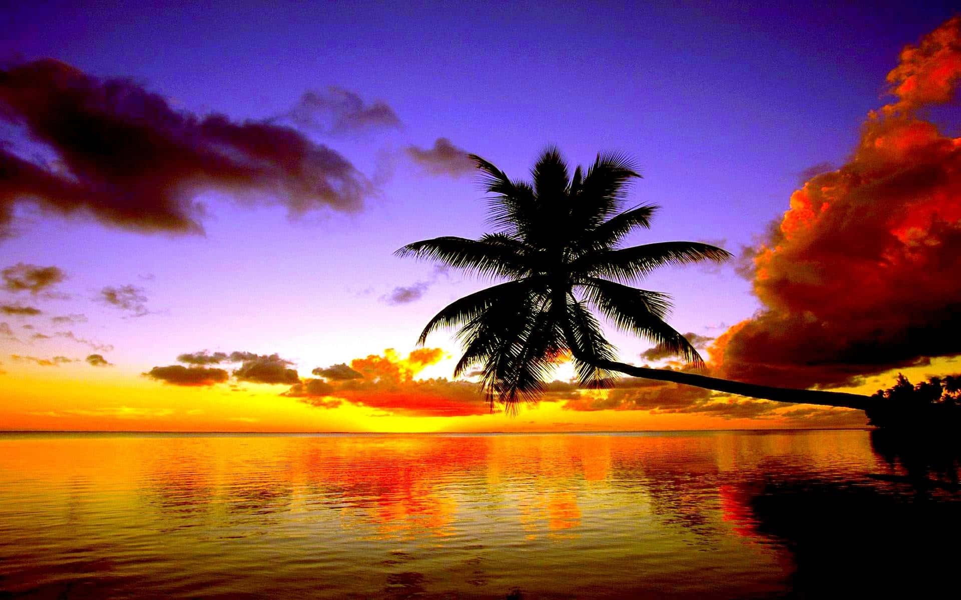 Palm Tree Silhouette Beach Themed Background